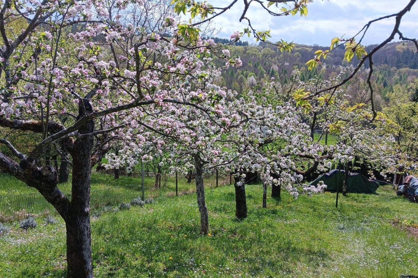Opas Obstgarten